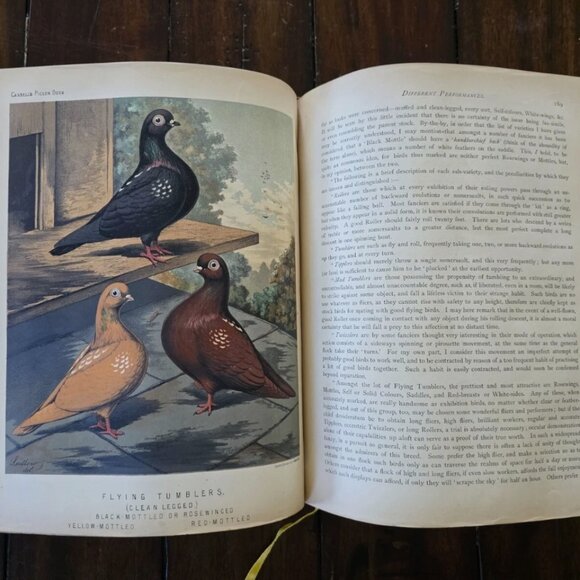 The Illustrated Book of Pigeons with Standards for Judging - Picture 4 of 5